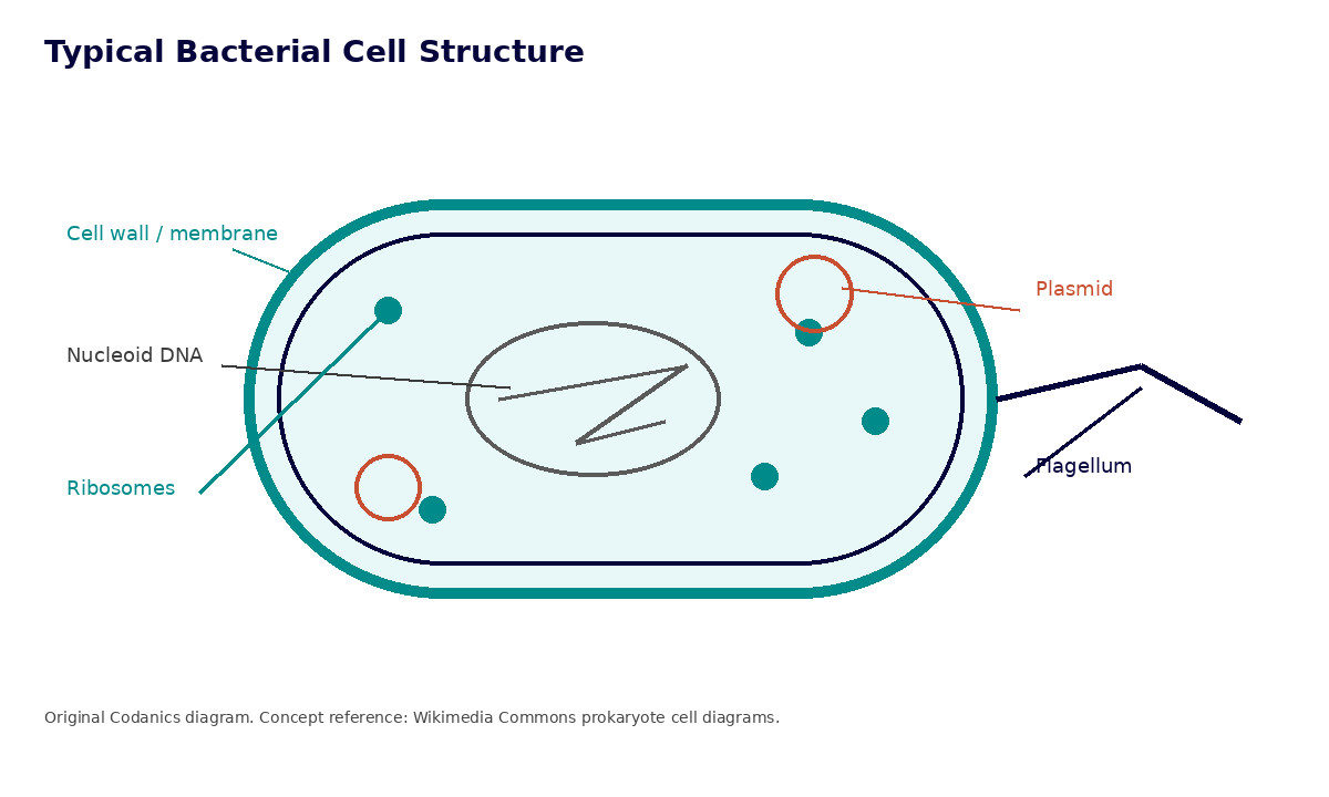 Typical prokaryotic cell