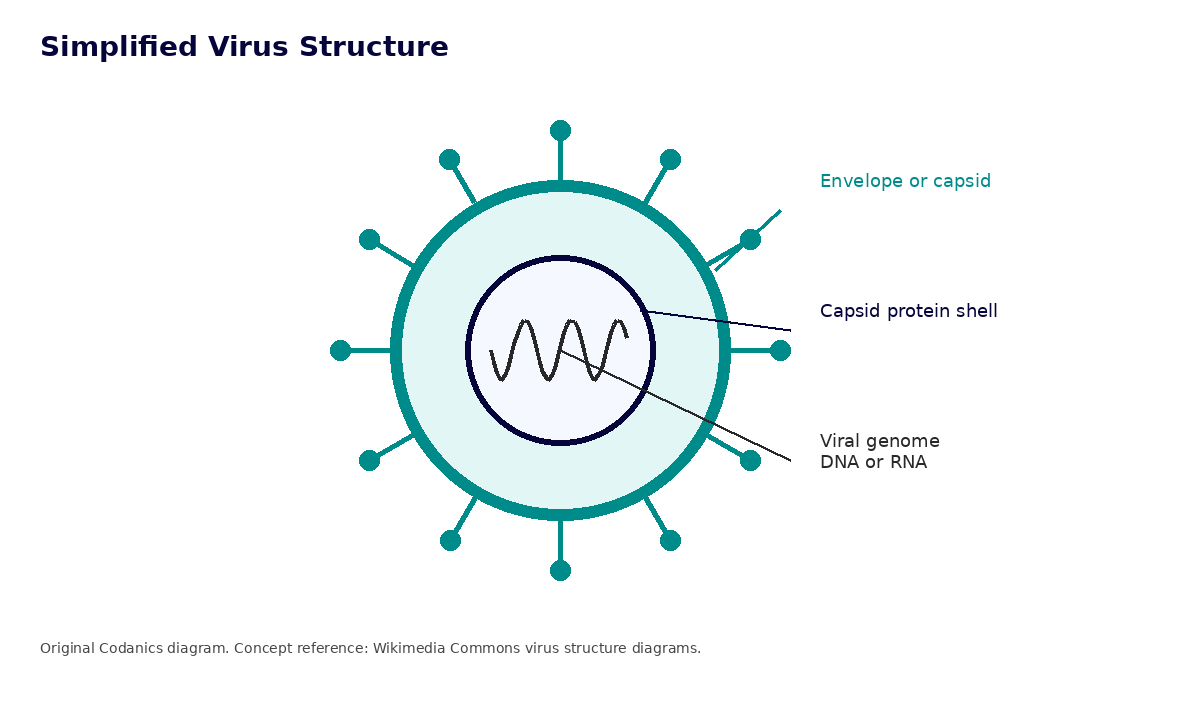 Simplified virus structure with genome, capsid, and envelope
